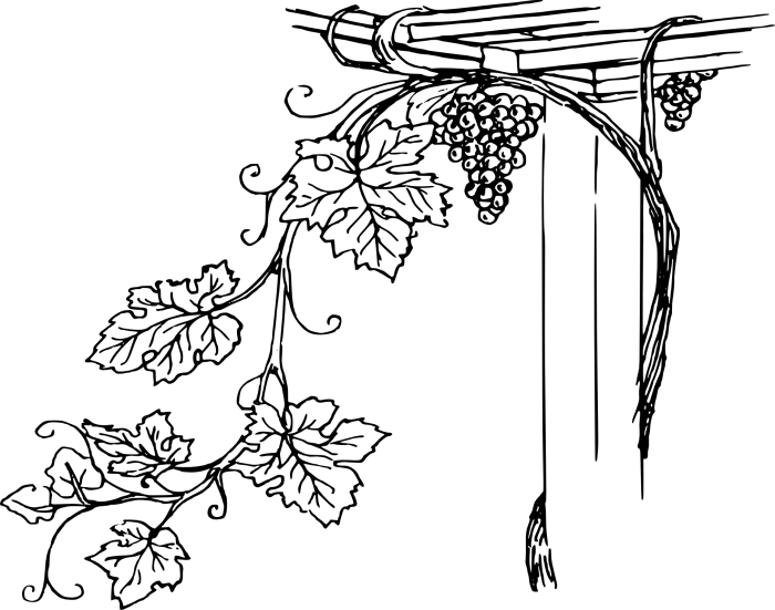 Illustration Côté Cave Chiappa